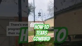 Giant Flock Of Texas Cow Birds Overtake My Yard