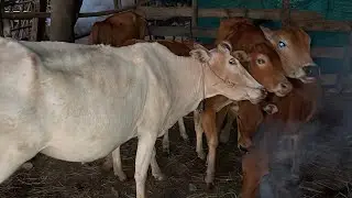 A Beautiful Day Cows Videos In Morning So Cool #cow #shortvideo 
