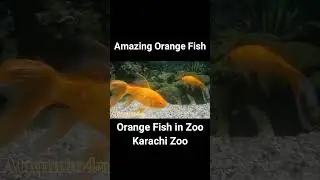 Orange Fish short video || Karachi Zoo Orange Fish Videos
