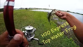 H2O Express Top Water Frog