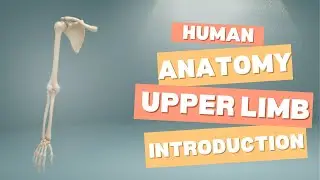 Introduction | Upper Limb | Human Anatomy | Summary |B.D chourasias
