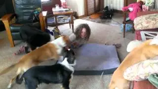 Collies trampling children