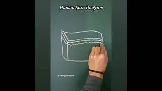 human skin diagram #human#skin #easydraw #drawing #youtubeshort