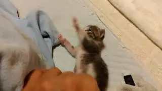 ミラクル　生後18日齢　#つるみ猫のカギしっぽ #kitten #rescuedcat #赤ちゃん猫