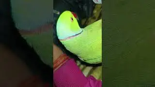 #birds #animals #cute #pets #chotu