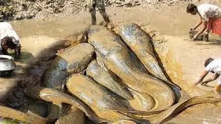 Unbelievable Fish Catching in Mud! 🇧🇩 Village Style Hunting!