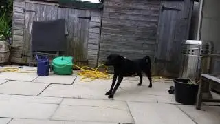 Is this limber tail syndrome?