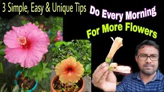 3 Simple, Easy & unique Tips For Your Hibiscus Plant|Hibiscus plant care|@moonlightassam2951