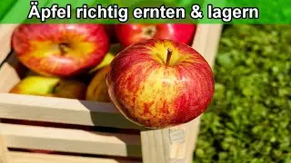 Apfelbaum Erntezeit - &Auml;pfel richtig ernten und lagern / Zeitpunkt / wann wie / Apfelernte Zeit