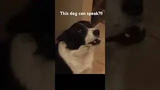 Discover the SECRET to This Dog's Amazing Talent