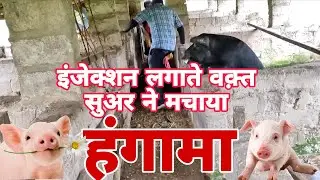 सुअर ने कर दिया हंगामा || Pig Injection Care Tips || Bk Brothers Vlogs | Pig Farming For Beginners |