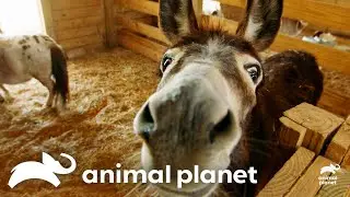 15 Goats Need Microchips | The Vet Life | Animal Planet