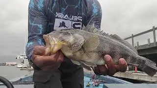 Spotted bay  bass inside San Pedro Harbor