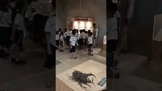 Jalan-jalan ke museum Animalium Bogor bersama teman sekolah #ytshorts #education #happy 