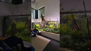 5000 liter aquarium maintenance #shorts