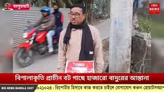 বিশালাকৃতি প্রাচীন বট গাছে হাজারো বাদুরের আস্তানা