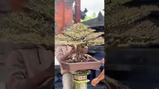 change soil for bonsai #bonsaitv