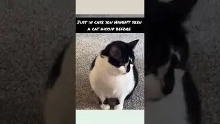 not meow in hiccup meow doing hiccup #funny #cuteanimals #cats