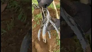 The Best Mole Trap, and a Tutorial #mole #pestcontrol #homestead #hack #diy #tutorial #yard
