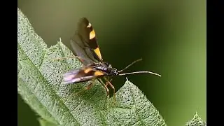 Gele viervlekwants Dryophilocoris flavoquadrimaculatus