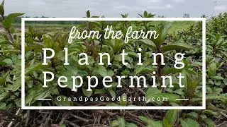From the Farm - Planting Peppermint