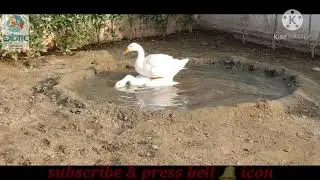 white geese mating || exotic world