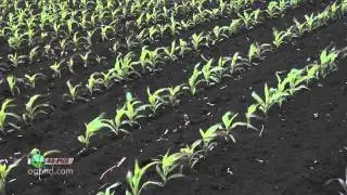 Phosphorus #714 (Air Date 12/11/11)