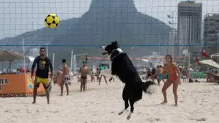 Floki: İnanılmaz plaj voleybolu becerileriyle viral olan k&ouml;pek