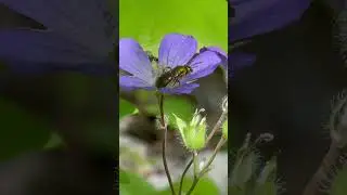 Augochlora pura pollinating Geranium maculatum