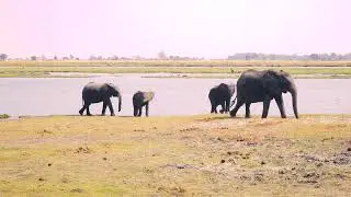 Rulers of the Savannah King of the jungle #WildlifeWonders #SafariSerenity #NatureInPeace