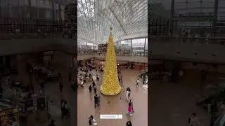 South Korea - Seoul - COEX Mall - Starfield Library - Huge Christmas Tree!