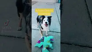 Stuffed dragon plush (dog toy) destroyed