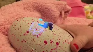 Hatchimals- a pink speckled spectacular hatching!!💗