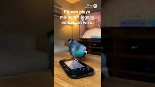 #sigeonpex #wiiu #minecraft #minecraftlegacyedition #pigeon #pigeonpal42