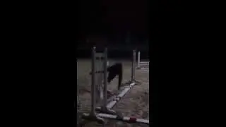 Olivier 16 y.o. show jumper