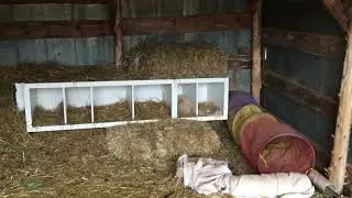 Tour of the yard and coop