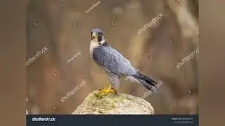 Falcon Documentary | The World&rsquo;s Fastest Bird of Prey&rdquo;