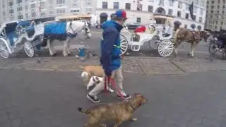 Dynamic Dog Training Trailer