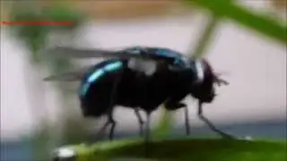 Gr&ouml;n Guldfluga - Common Greenbottle Fly - Lucilia caesar hona