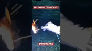 RED SNAPPER! #fishing #yt #youtubeshorts #youtuber #ytshorts #youtubeshort #ytshort #youtubevideo