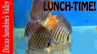 Tony Tan Discus - Lunch-time - Discus Sunshine's Valley | Aquarium Sunshine Valley
