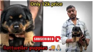 Low price Rottweiler puppies || Top Quality Rottweiler || cheapest dog market 2025🚚🙏🏻