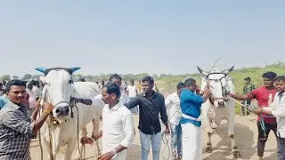 🥇వావిలాల శ్రీ శివాంజనేయ స్వామి జాతర సందర్భంగా గిరక బండ్ల పోటీలు 24వ జత