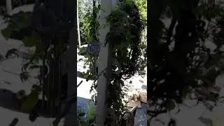 September 9, 2021 - 13:47  - Anniston, AL EMS