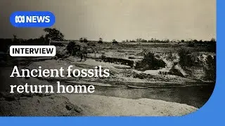 Java Man: Indonesia welcomes repatriation of ancient human fossils | The World | ABC NEWS