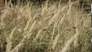 Dry field grass sways in the wind, meadow plants, beautiful blurred background.