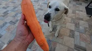 dog eat giant carrot 🥕