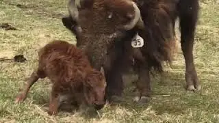 A brand new bison baby!