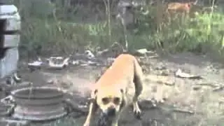 SIRMIUM KENNEL YARD TOUR 2007