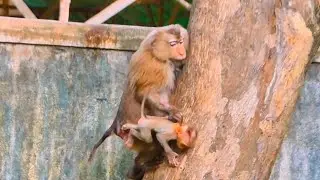 LIVE: Smart Baby LUNA Chooses to Stay Safe While Grandma Plans to Climb &mdash; Gentle Family Moment 🐒💛
